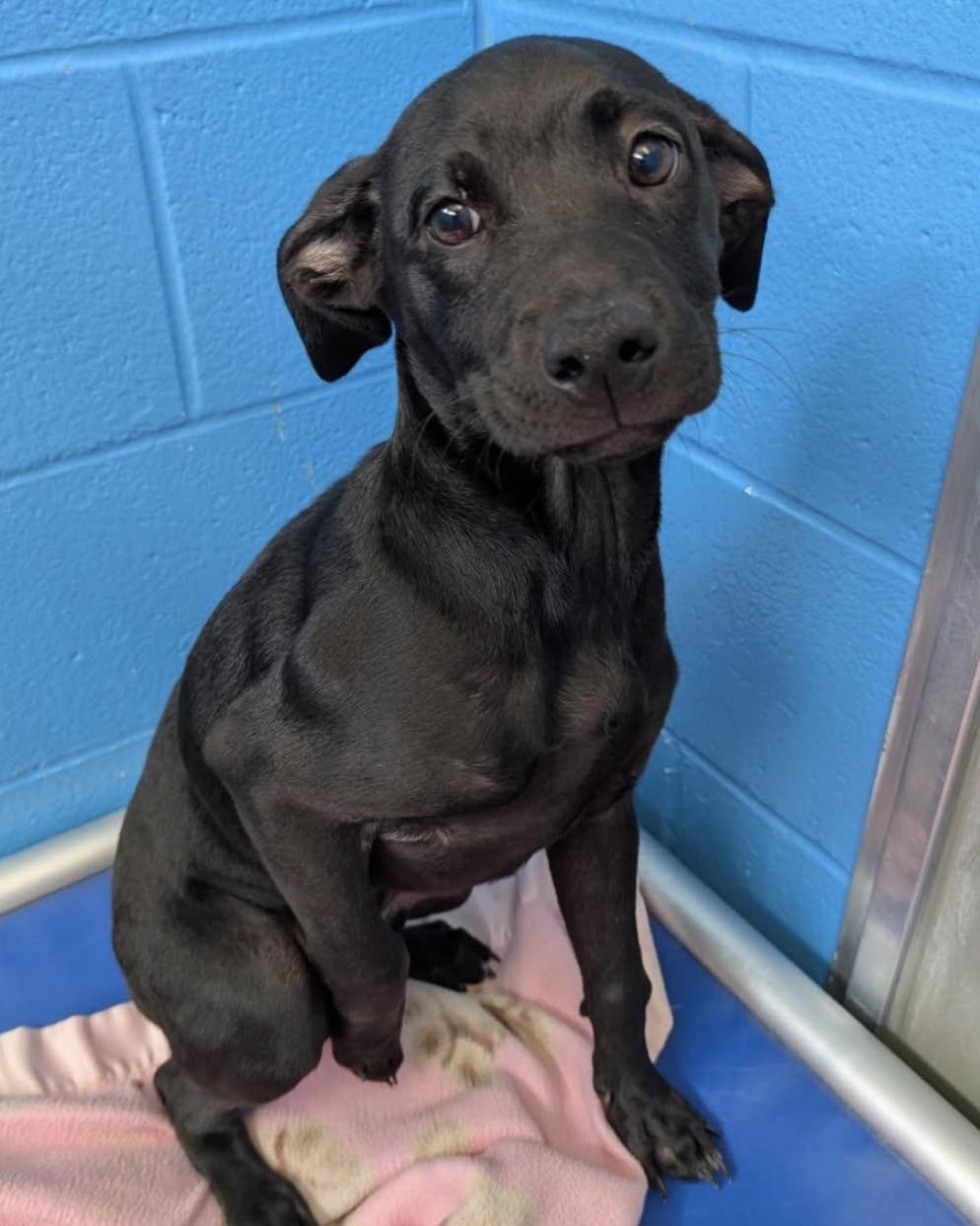 Fort - 🕵️‍♀️🔎 DO YOU KNOW ME!? 🕵️‍♀️🔎 This intact male puppy was found ...