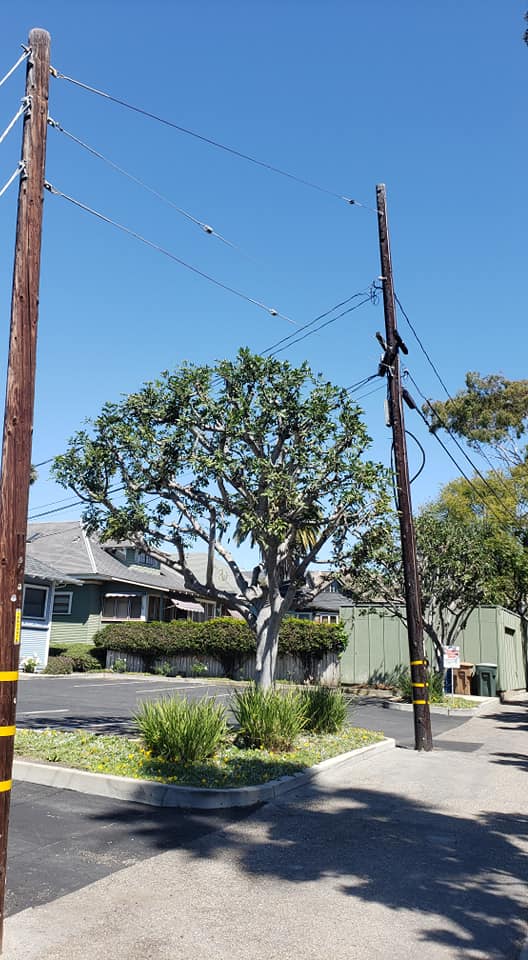 J&S Tree Care | Oxnard CA