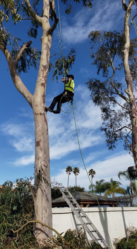 J&S Tree Care | Oxnard CA