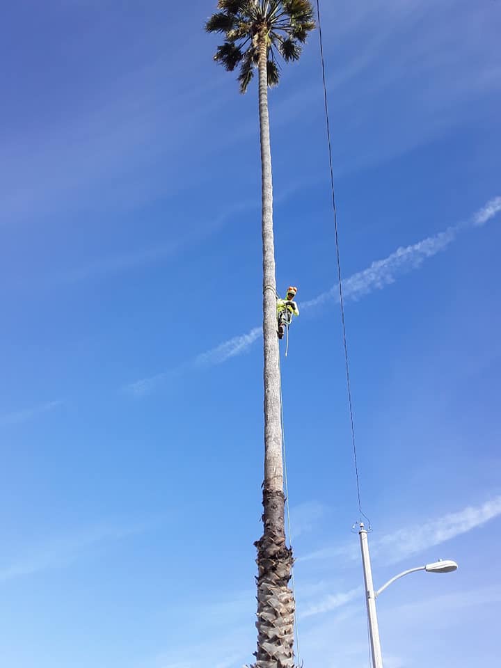 J&S Tree Care | Oxnard CA