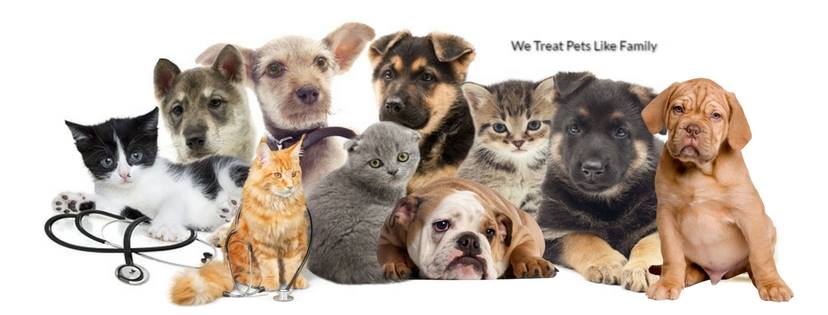 Healing Pets Mobile Veterinary Services Home Facebook