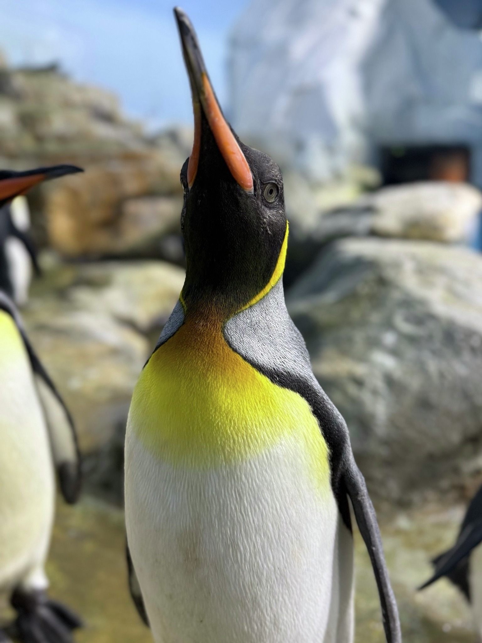 本日、4月25日は #世界ペンギンの日 🐧✨ シーパラでは南極圏に生息