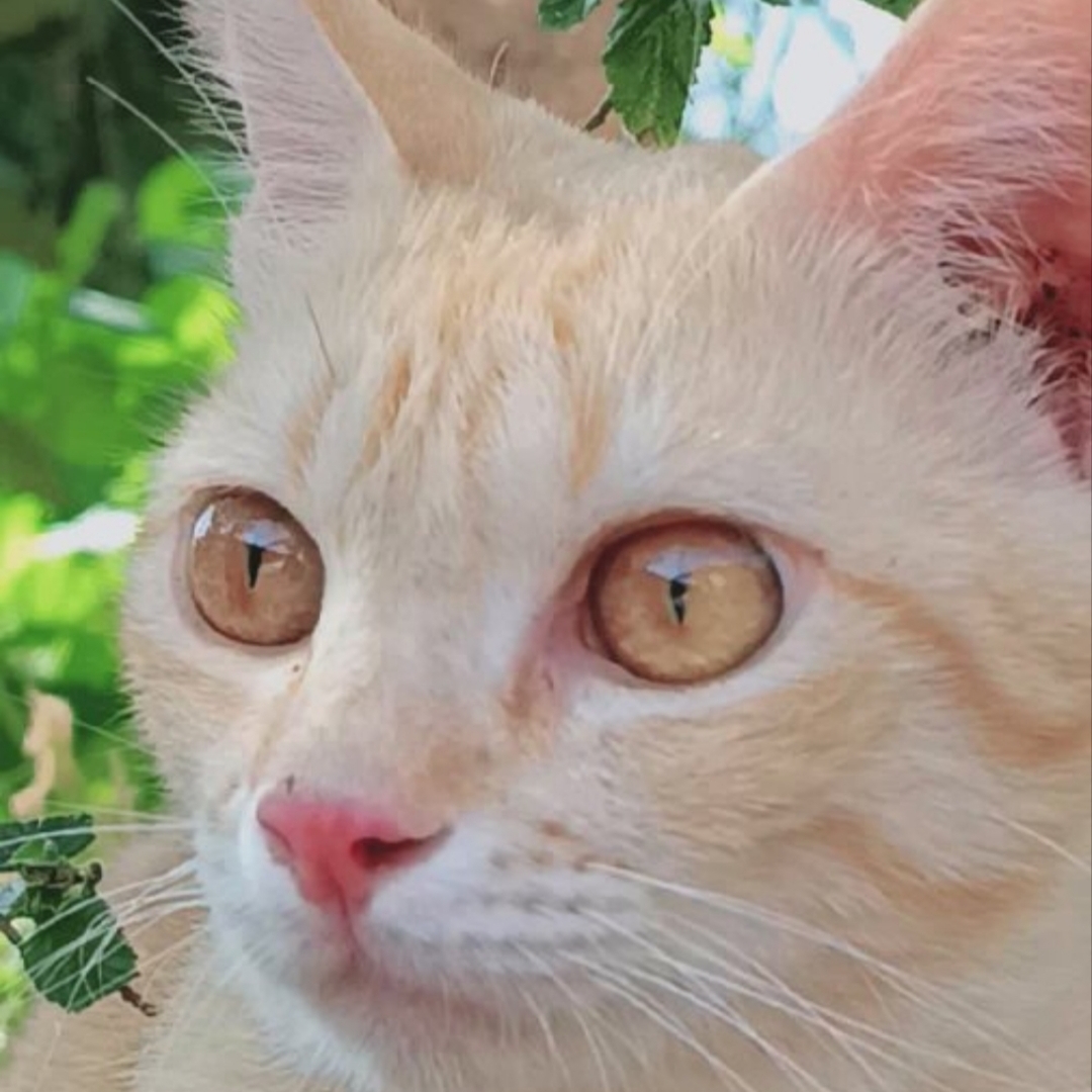 Little foodies with BIG appetites! 😹 ️🐾 Just look at them go! I could ...