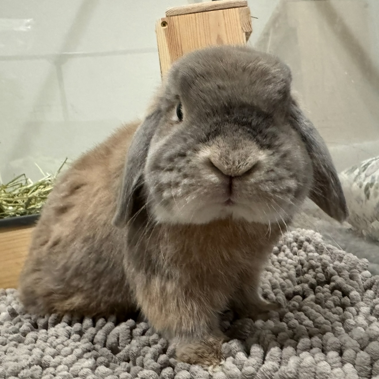 Hug-a-Bunny Rabbit Rescue | Waldwick NJ