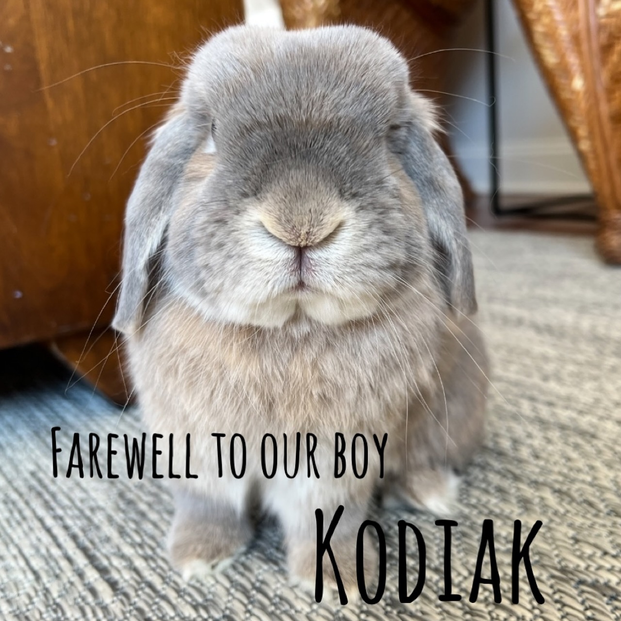 Hug-a-Bunny Rabbit Rescue | Waldwick NJ