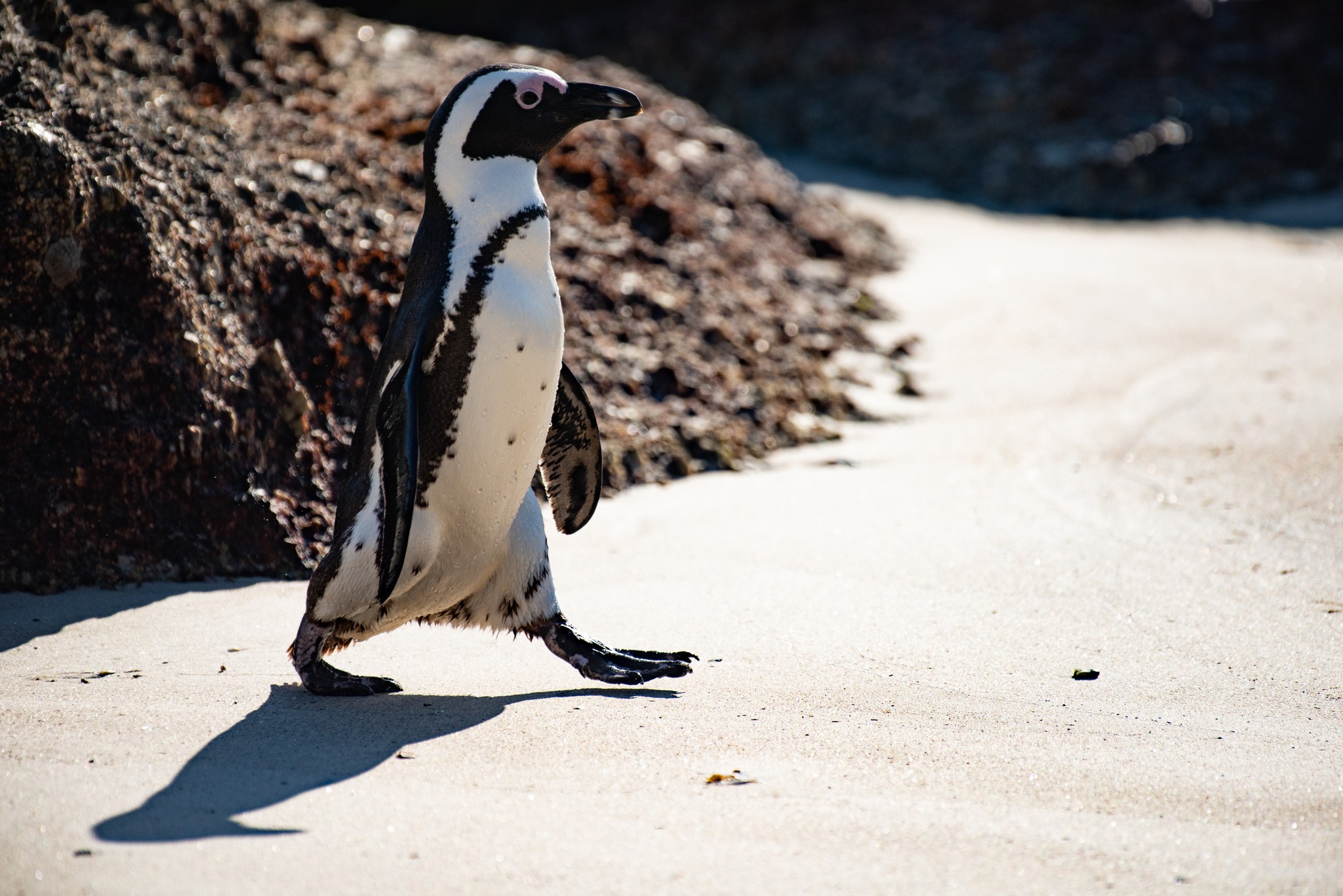 SANCCOB saves seabirds | Cape Town