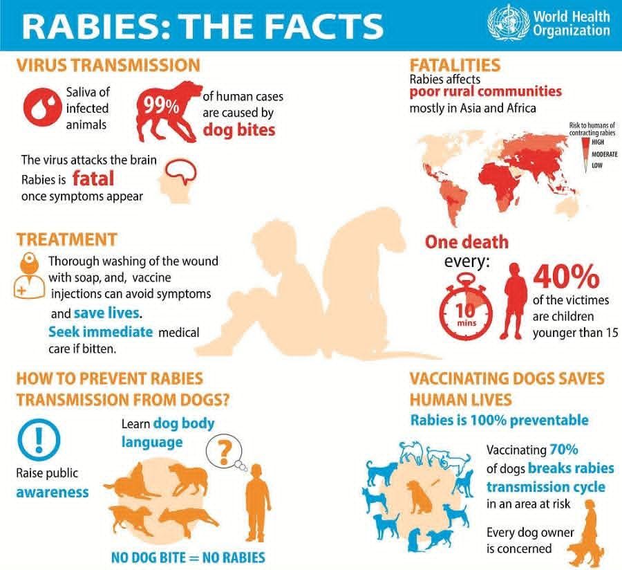 BSPCA Gaborone - 99% of human rabies cases are due to... | Facebook