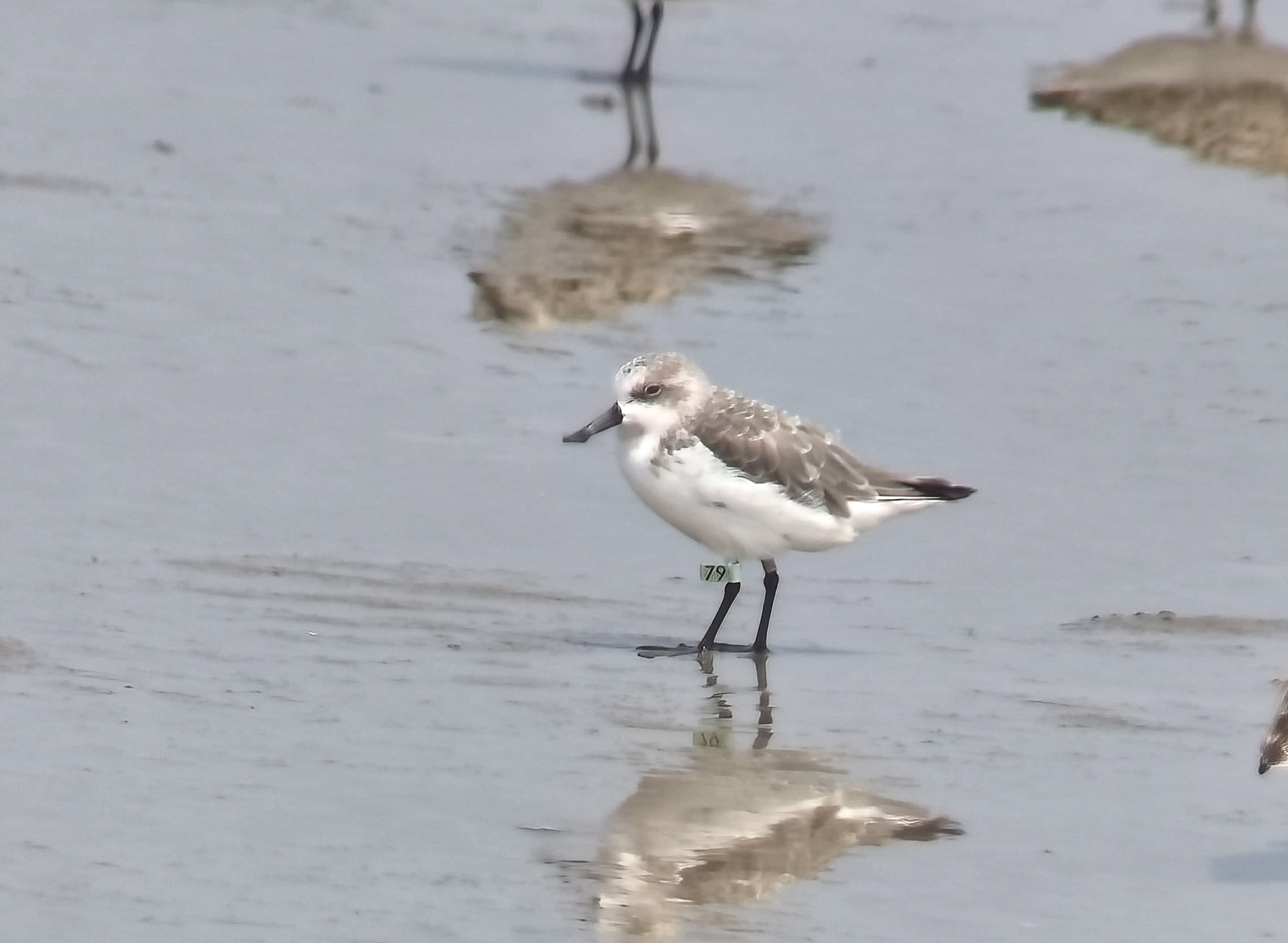 Spoon-billed Sandpiper Task Force