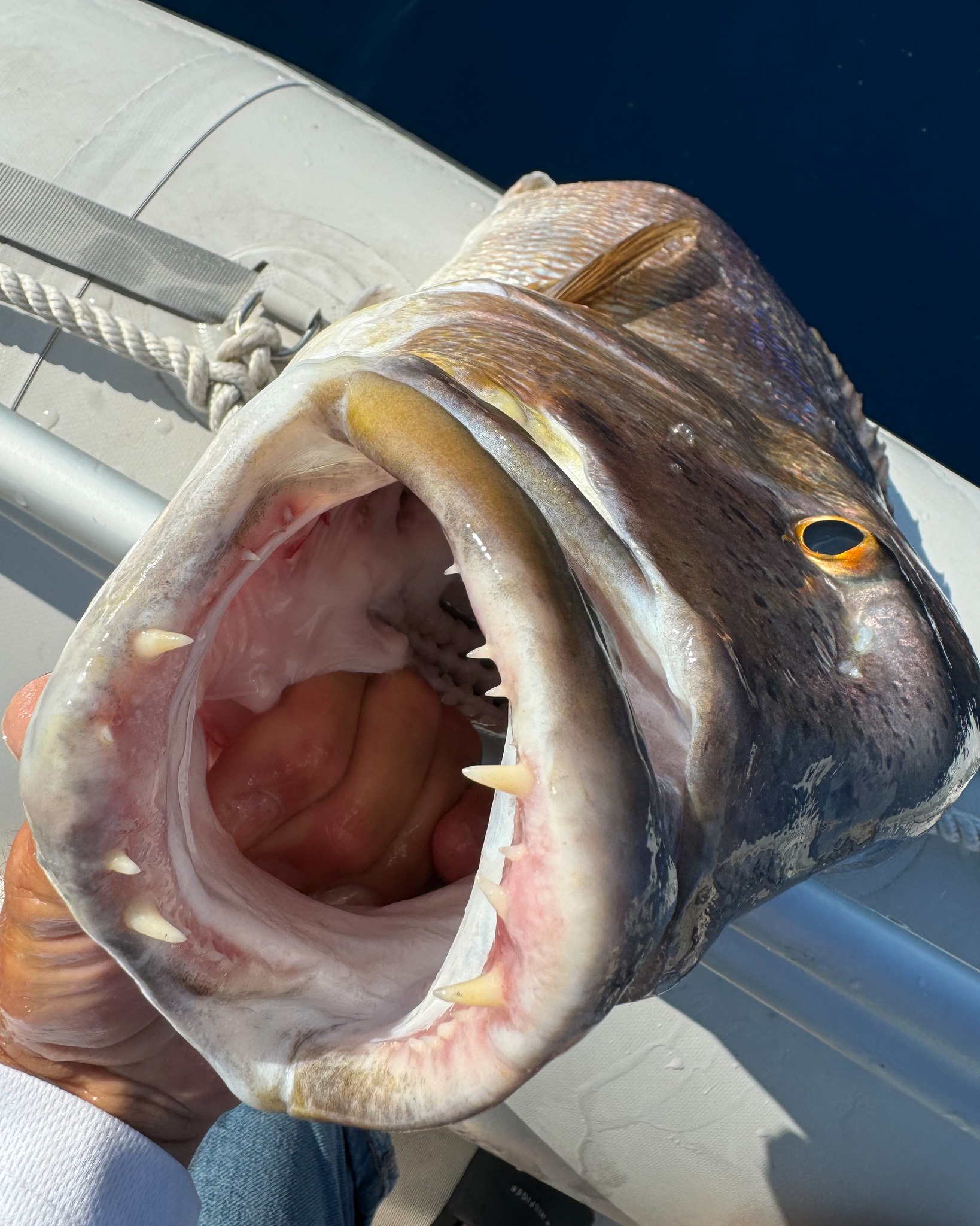 Daiwa - 🔴 Mais qui a pris ce beau denti 👑 Le denti (Dentex Dentex) est ...