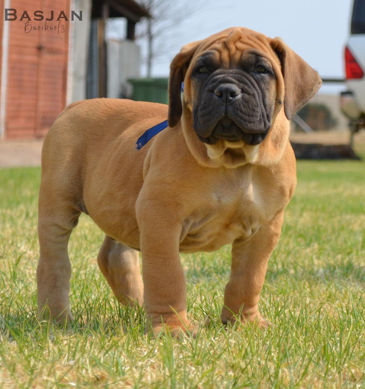Basjan Boerboels added a new photo. - Basjan Boerboels
