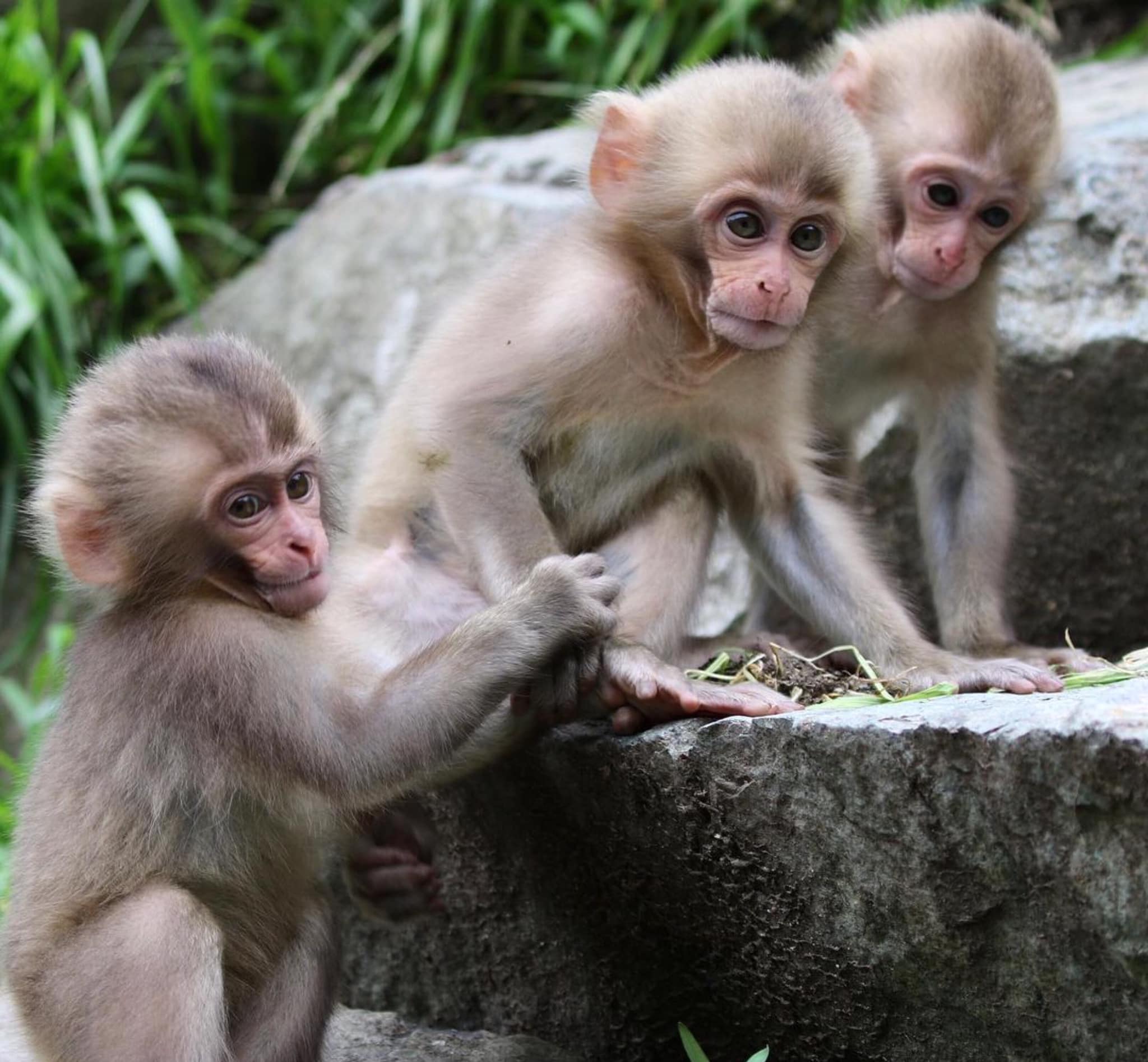 Capuchin monkeys for Adoption