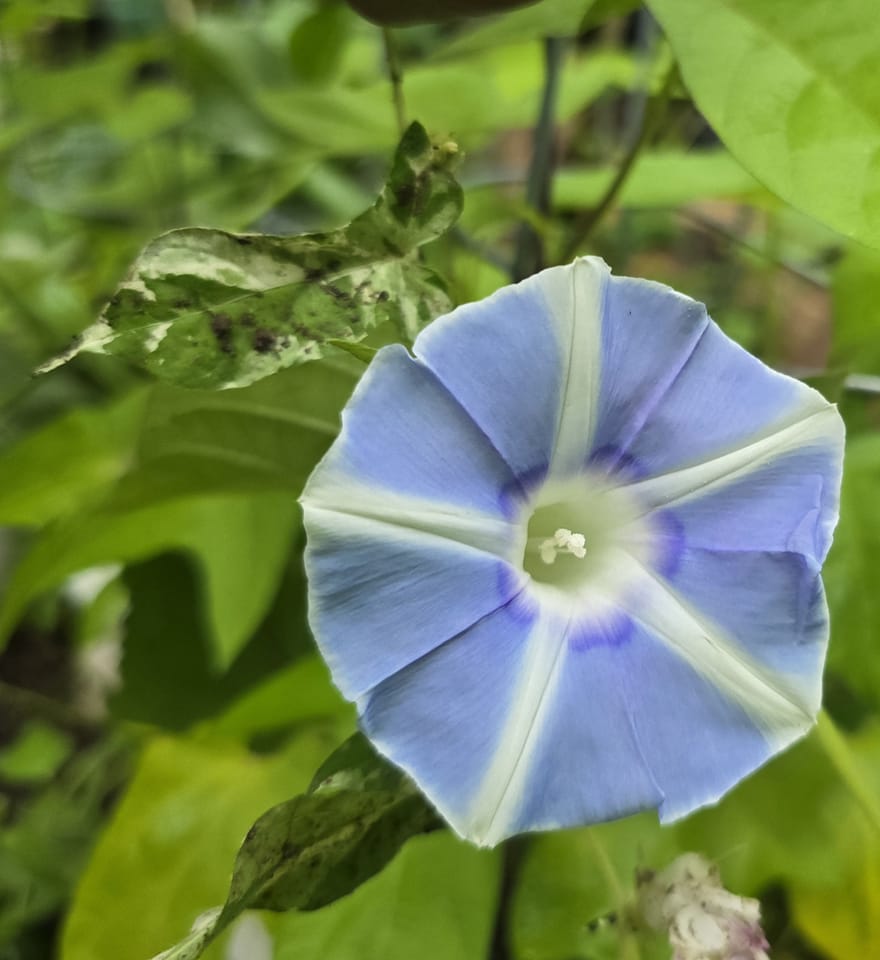 JHS Morning Glory clone with Waza color scheme