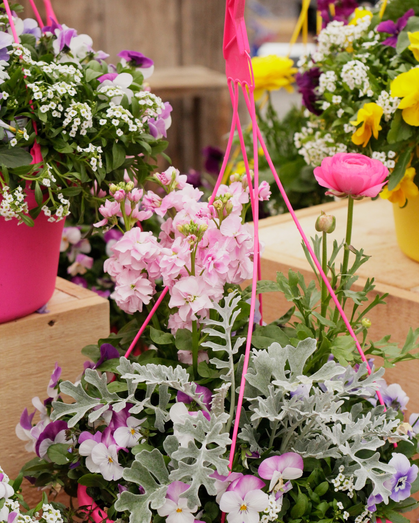 🌸 Celebrate the arrival... - The Watering Can Flower Market | Facebook