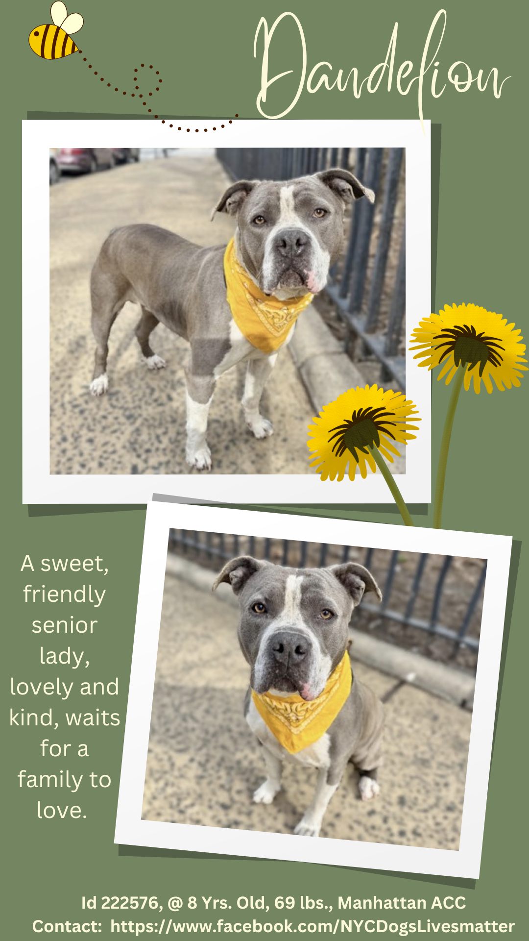 Dogs - INTAKE DATE: 17-Mar-2025 SHE GOT THE HIGHEST BEHAVIOR SCORE A ...