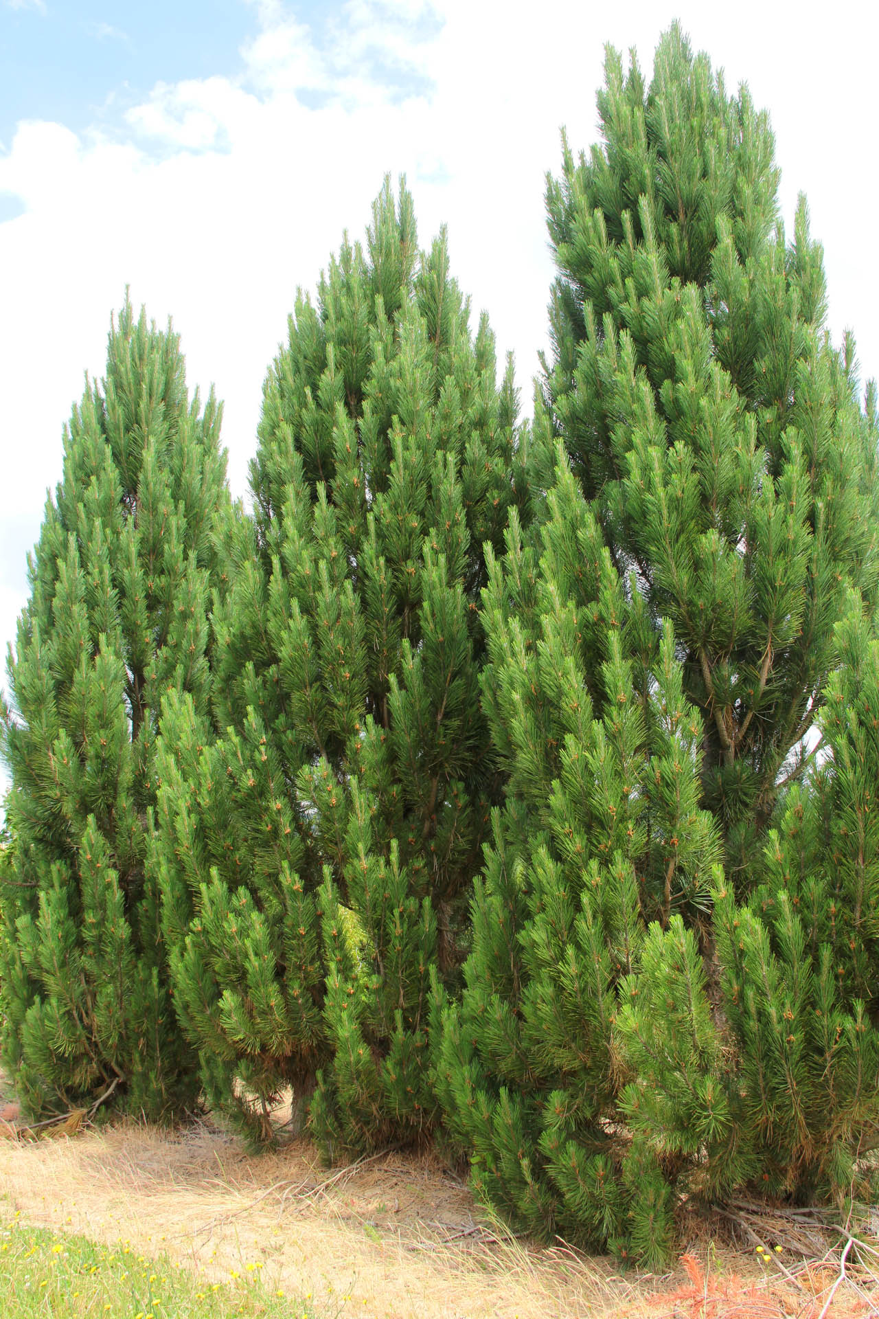 Conifer Corner | Anamosa IA
