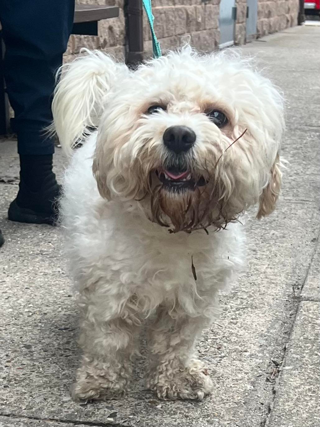 Found dog in Toms River, NJ needs owner