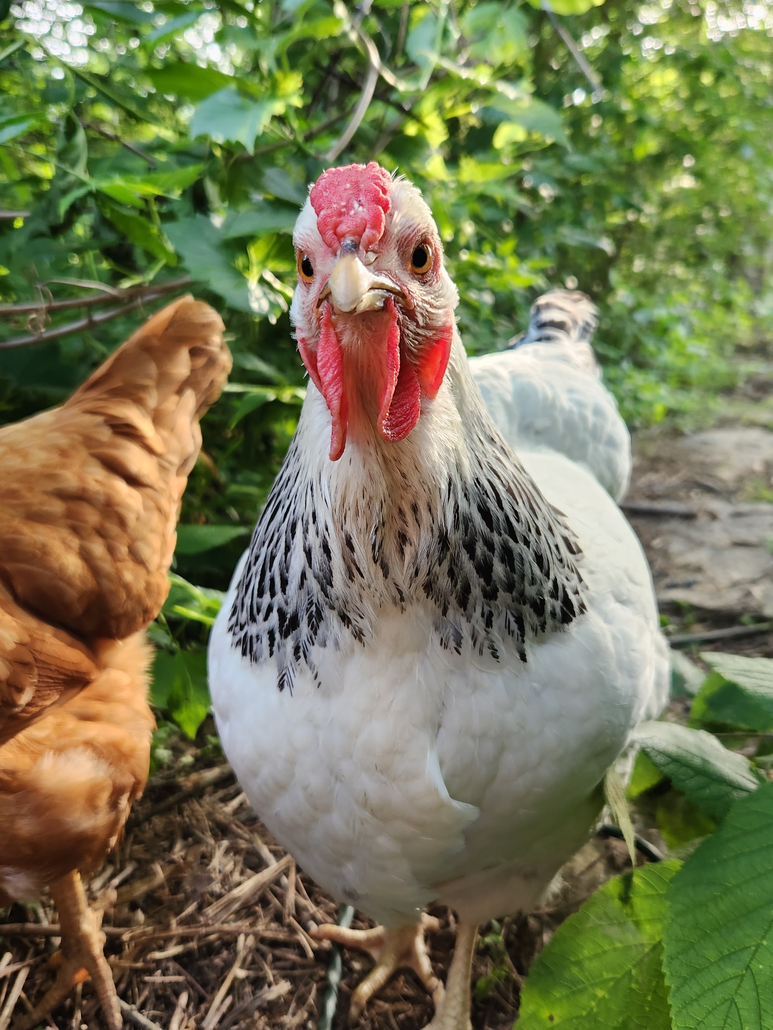 McDerman's Farm & Garden | St. Louis MO