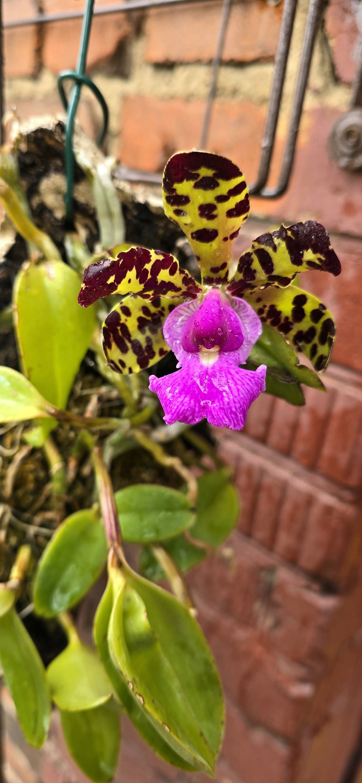 C.aclandiae tipo (serginho x mascate).