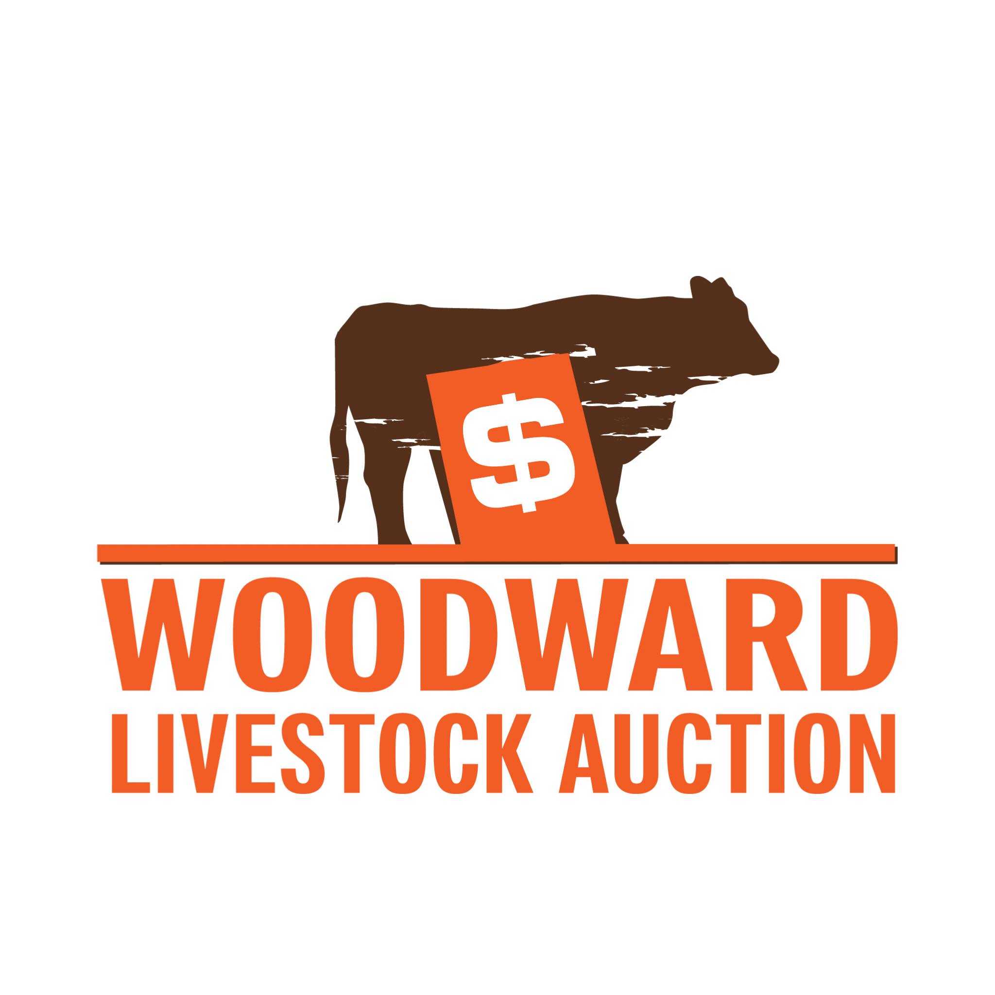 Sold 9/24/26: 31 Black Steer Calves #566 @ $392 | Woodward Livestock ...