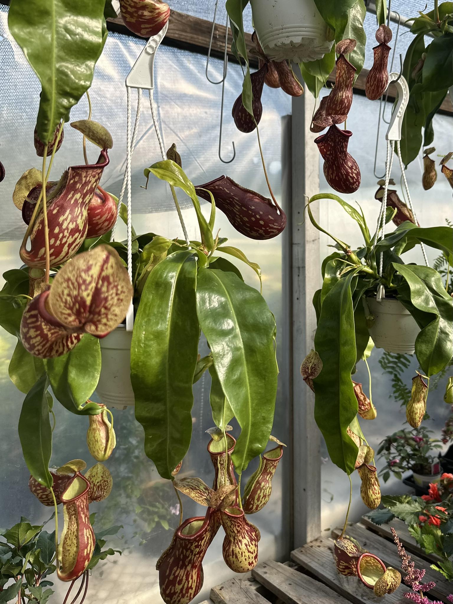 Poor - (Update) SOLD OUT ‼️(These pitcher plants are so neat, we just ...