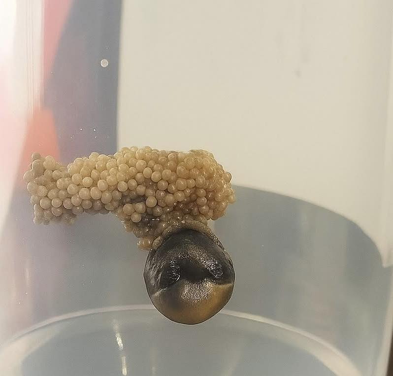 Critters - This tick has been on display for us to show people for a ...