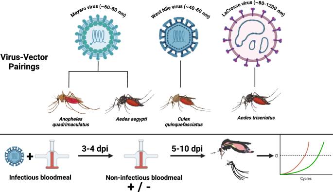 CDC Centers of Excellence in Vector-Borne Diseases