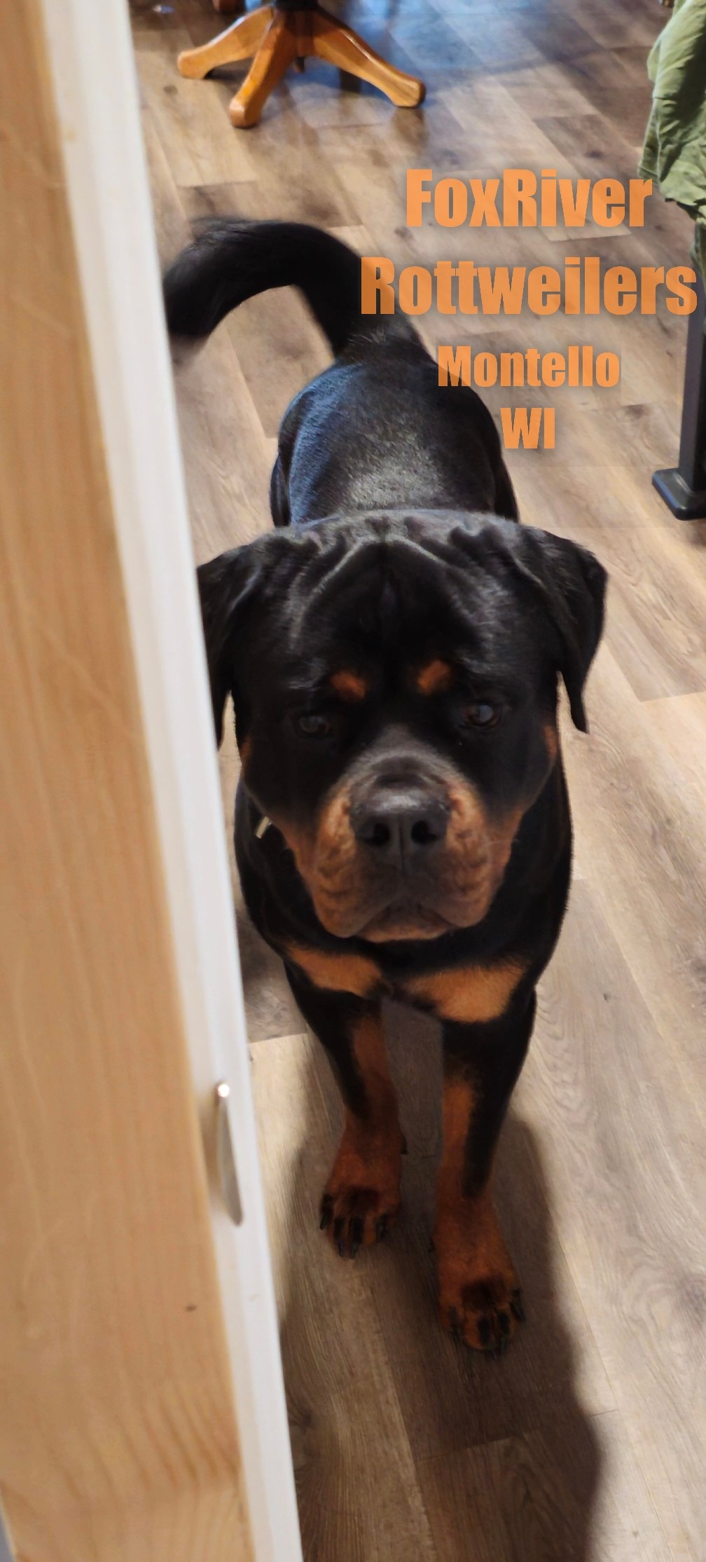 Fox River Rottweilers 