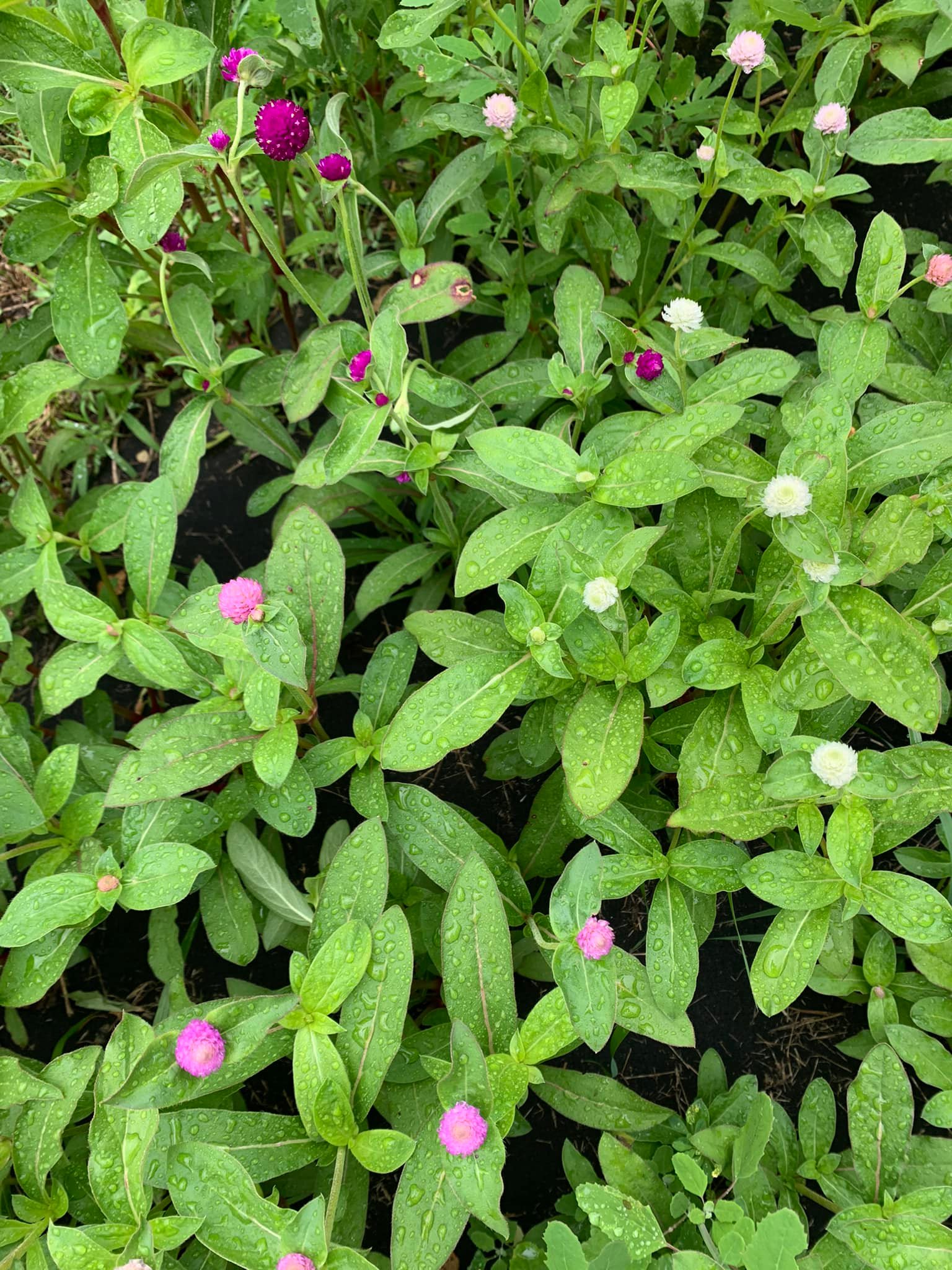 Creekside Valley Farm | Fonthill ON