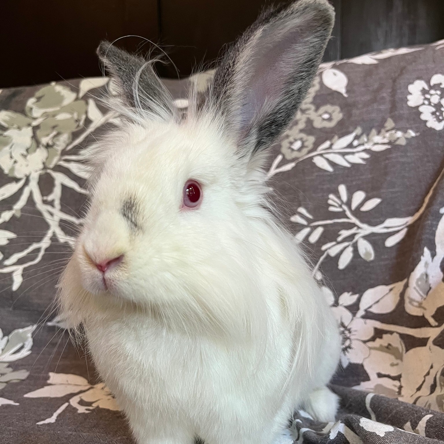 East Bay Rabbit Rescue | Livermore CA