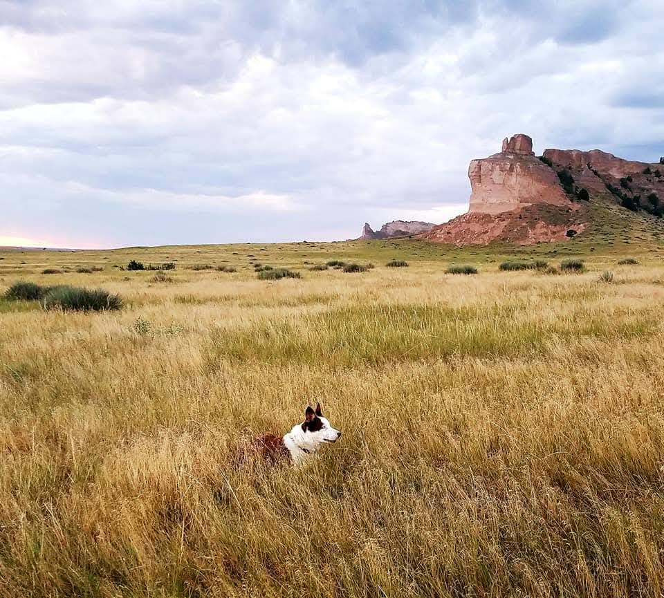 Ponderosa Ridge Ranch Stock dogs | Harrisburg NE