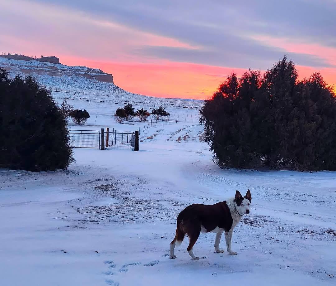 Ponderosa Ridge Ranch Stock dogs | Harrisburg NE