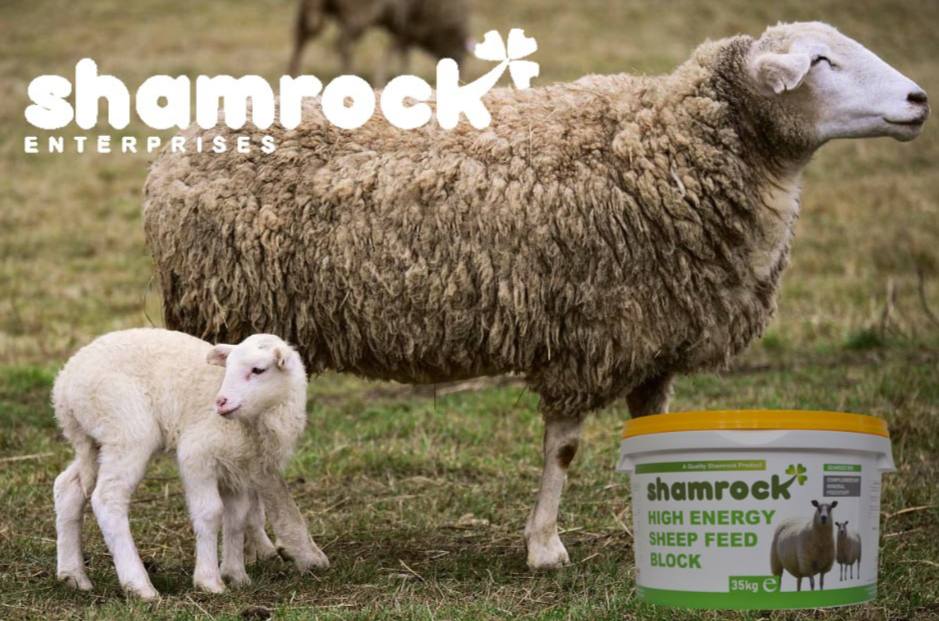 Shamrock - Boost your flock’s health with Shamrock Sheep & Lamb Feed ...