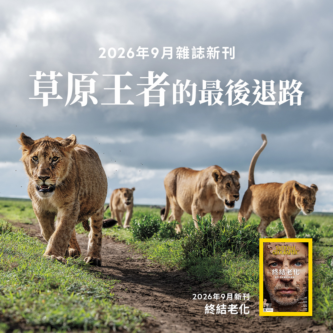 王者難為🦁 在十隻幼獅中，只有兩隻能活到一歲⋯⋯ ⠀ 根據國際自然