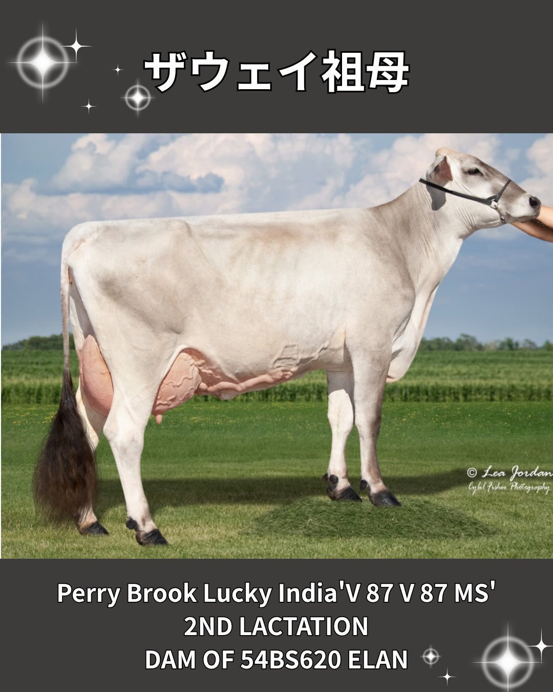 🐮🎉 中標津の有限会社工藤牧場様で、551H4520ソーソンの娘牛がゲノム