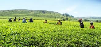CiaMeru TV - 100 YEARS OF TEA TRADE Kenya marks the... | Facebook