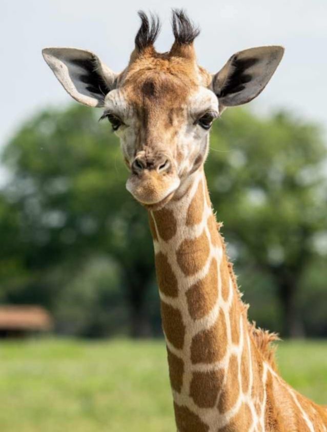 Revista - 🦒🐂🐈🦍 Sonidos de los Animales | Sabías que...al sonido de los ...