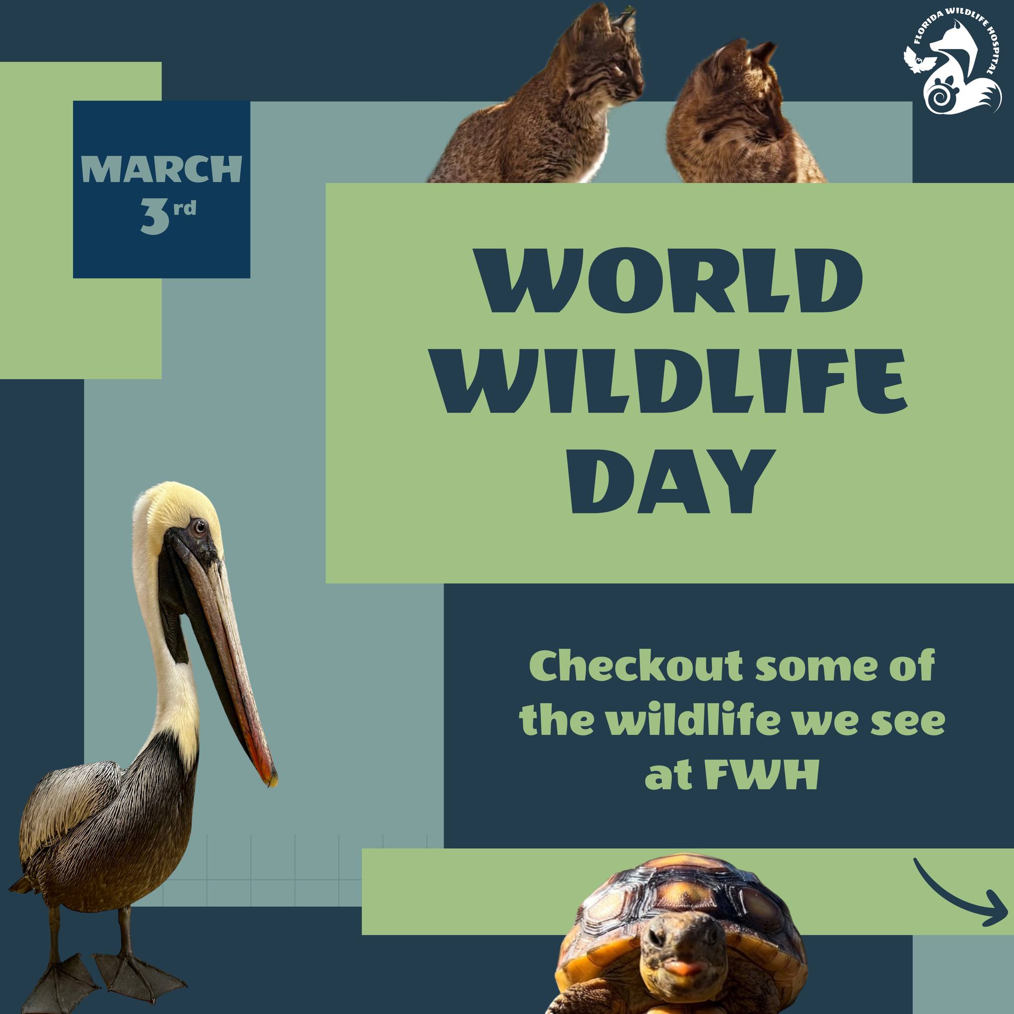 🐦🐇🐍Happy World Wildlife... - Florida Wildlife Hospital | Facebook