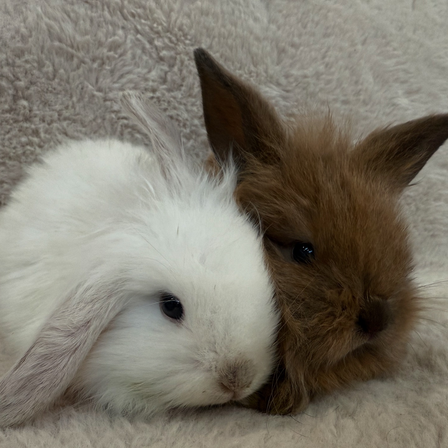 Hug-a-Bunny Rabbit Rescue | Waldwick NJ