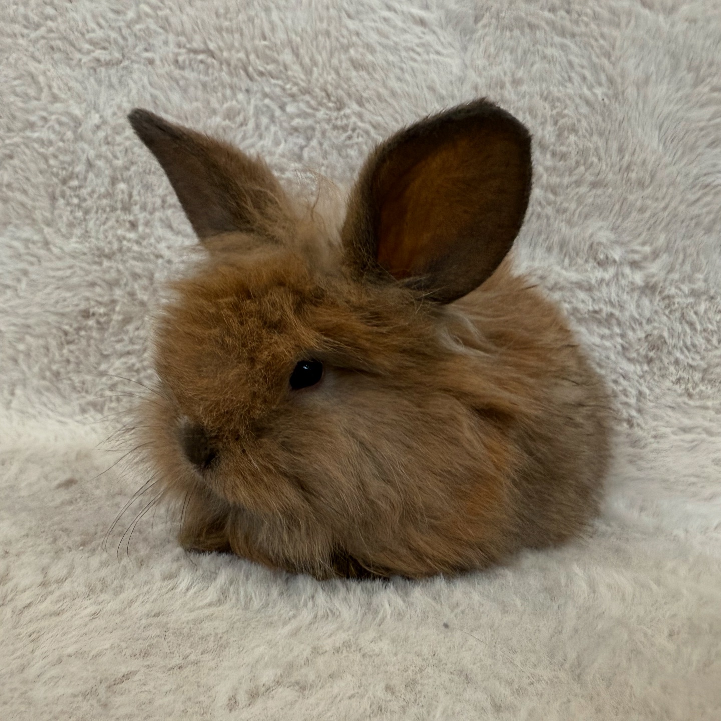 Hug-a-Bunny Rabbit Rescue | Waldwick NJ