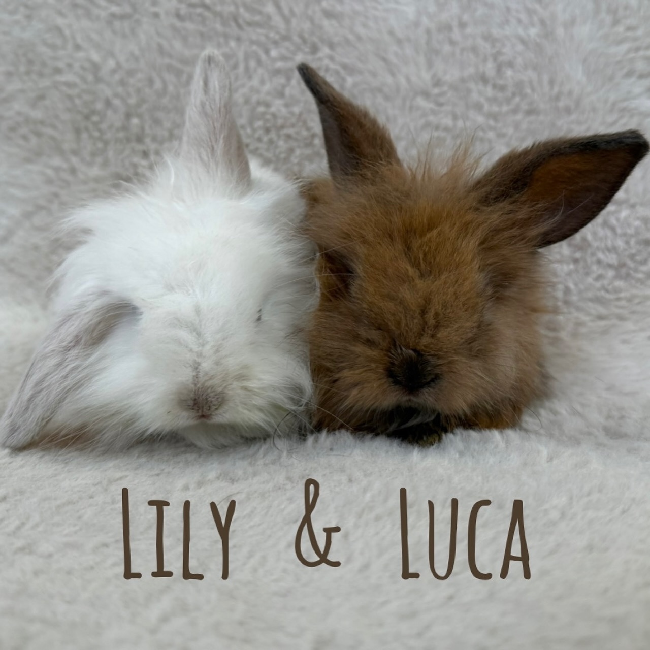 Hug-a-Bunny Rabbit Rescue | Waldwick NJ
