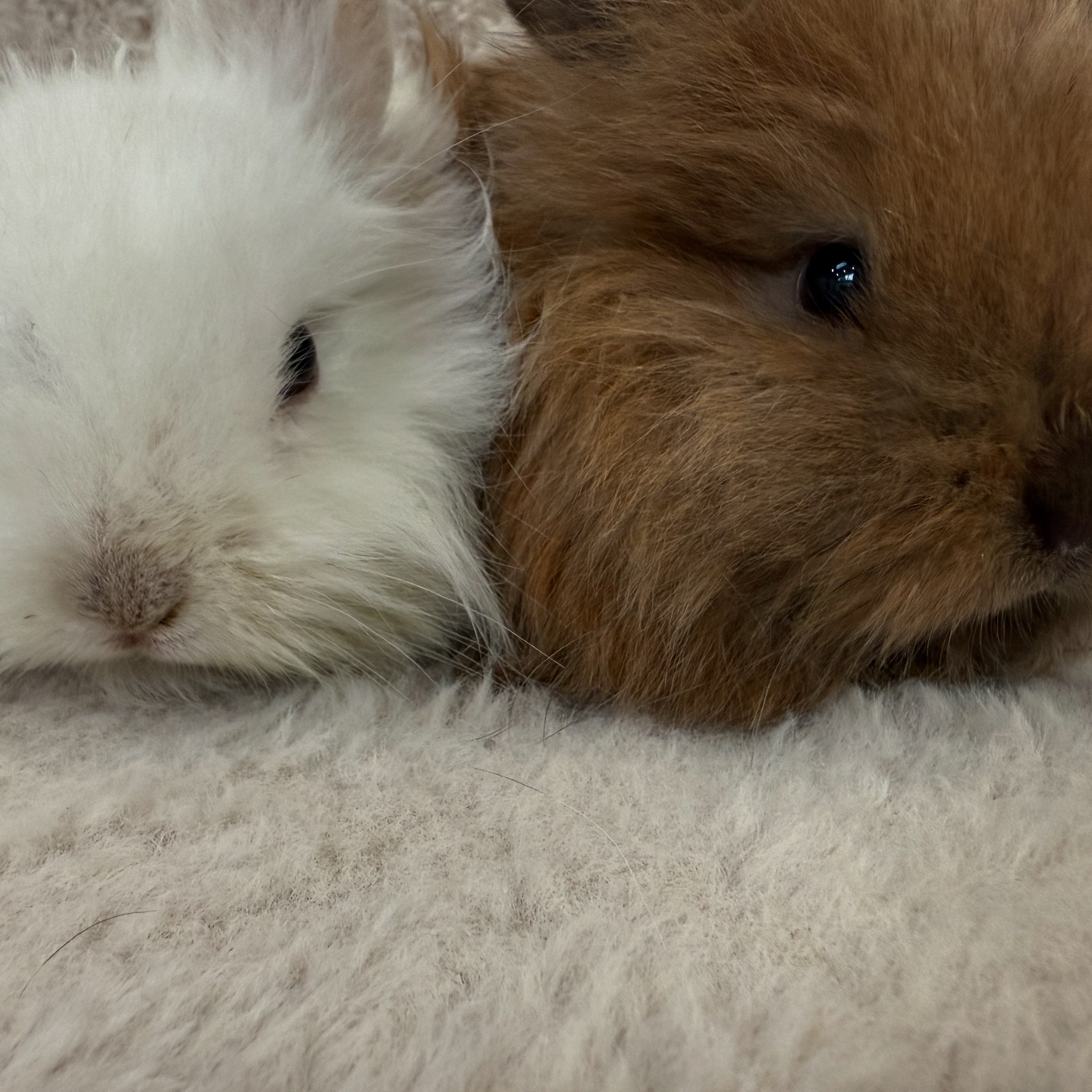 Hug-a-Bunny Rabbit Rescue | Waldwick NJ