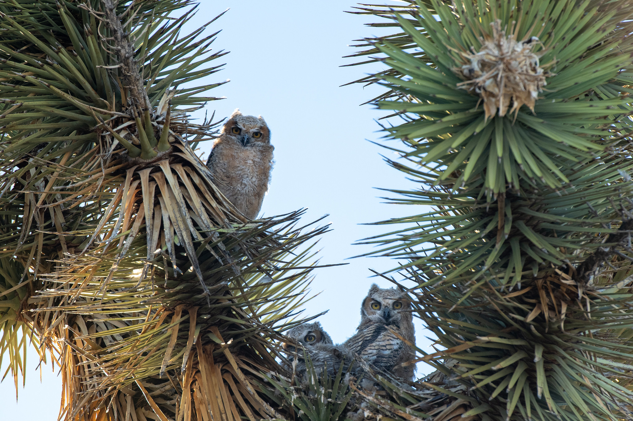 Joshua - Here are some fun owl facts: 🦉 Joshua Tree is home to five ...