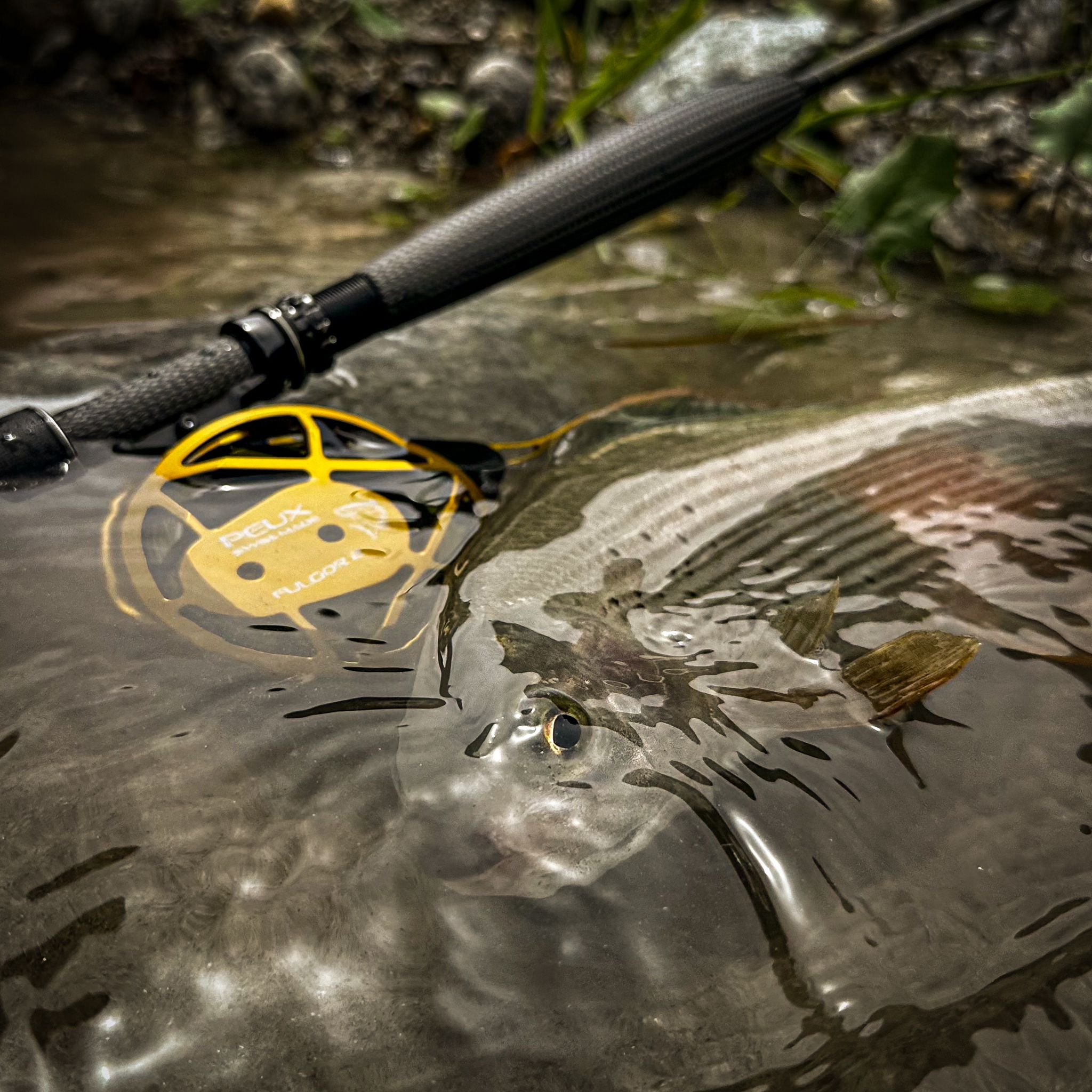 Leurres De Pêche à La Mouche Orvis Popper - Neuf Sous Emballage