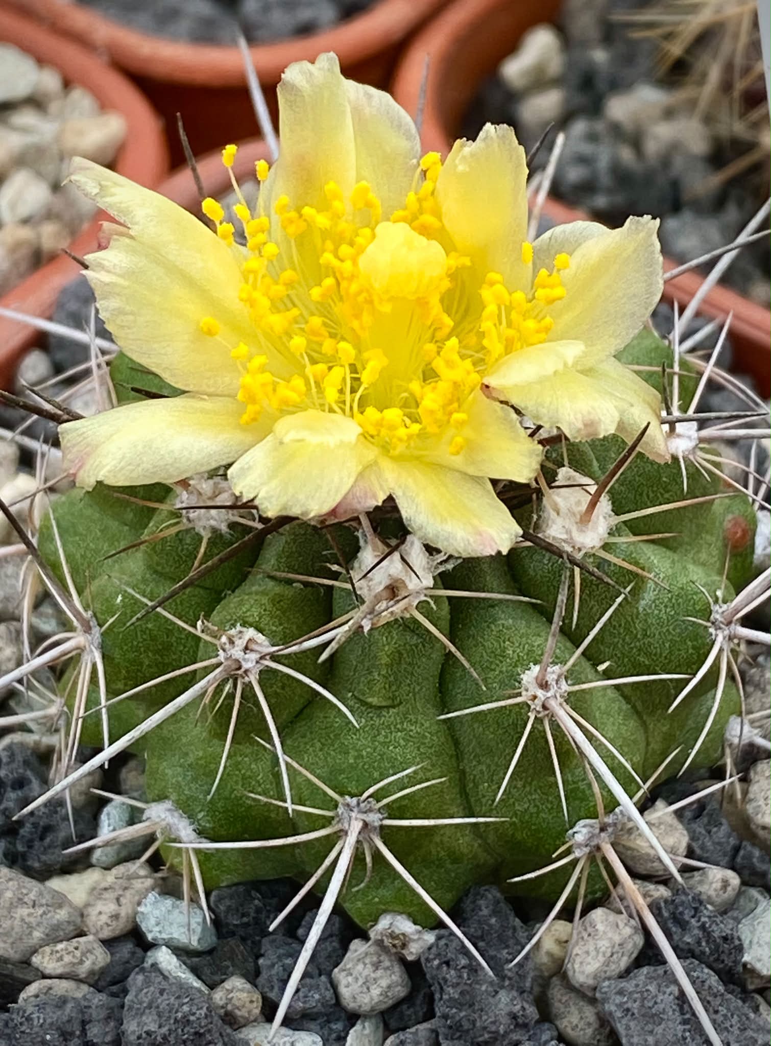 その他 Copiapoa Flower season KPSVer. その他 Copiapoa Flower