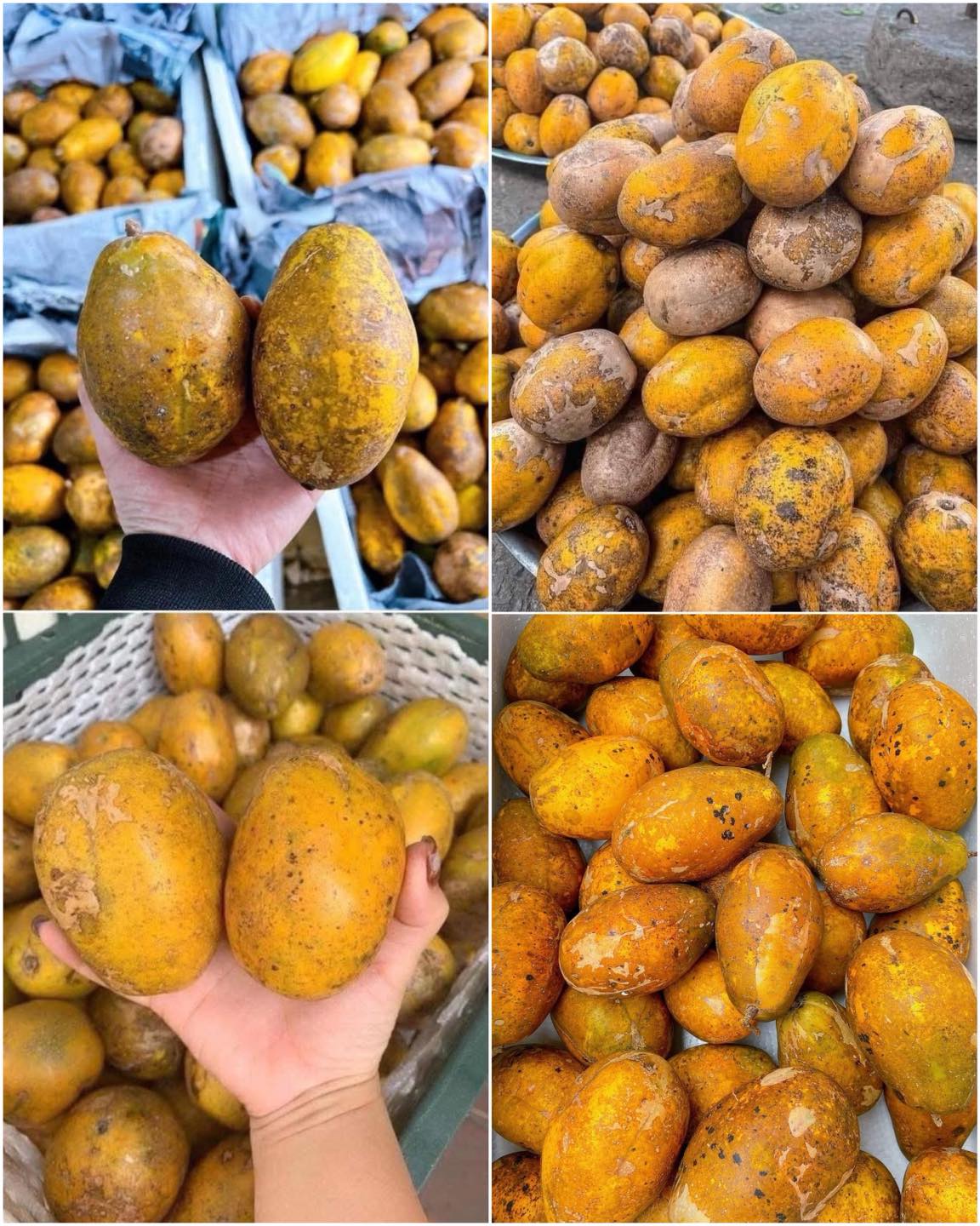 Con - Cóc chín chua chua ngọt ngọt 😋 Mu:aa cóc chín tại 👉 https://s ...