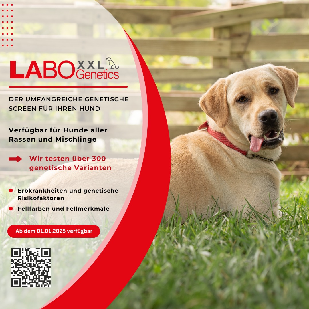 Labogen - News 🤩 Unser LABOGenetics XXL Hund ist ab dem 01.01.2025 ...