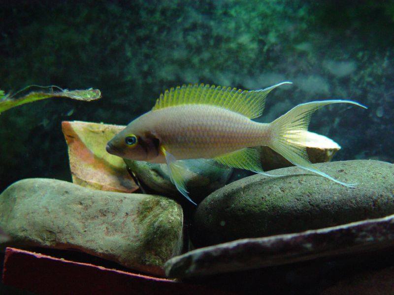 NEW STUDY: Fish... - Australian Society for Fish Biology
