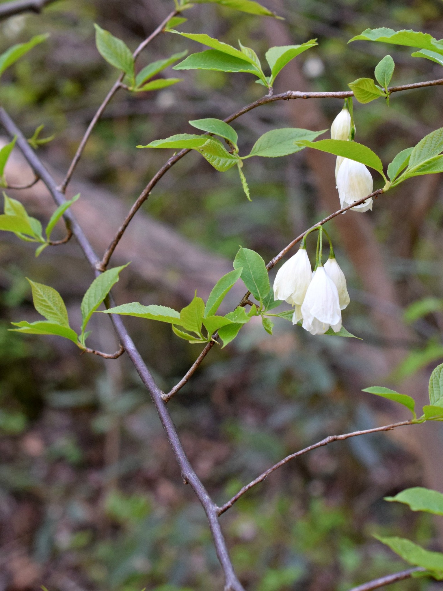 Georgia - Silverbells (Halesia) are small to medium-sized trees in ...