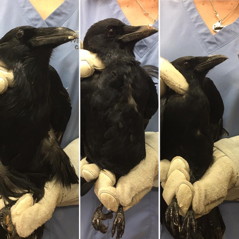 Blue - This photo from left to right shows three previous patients (not ...