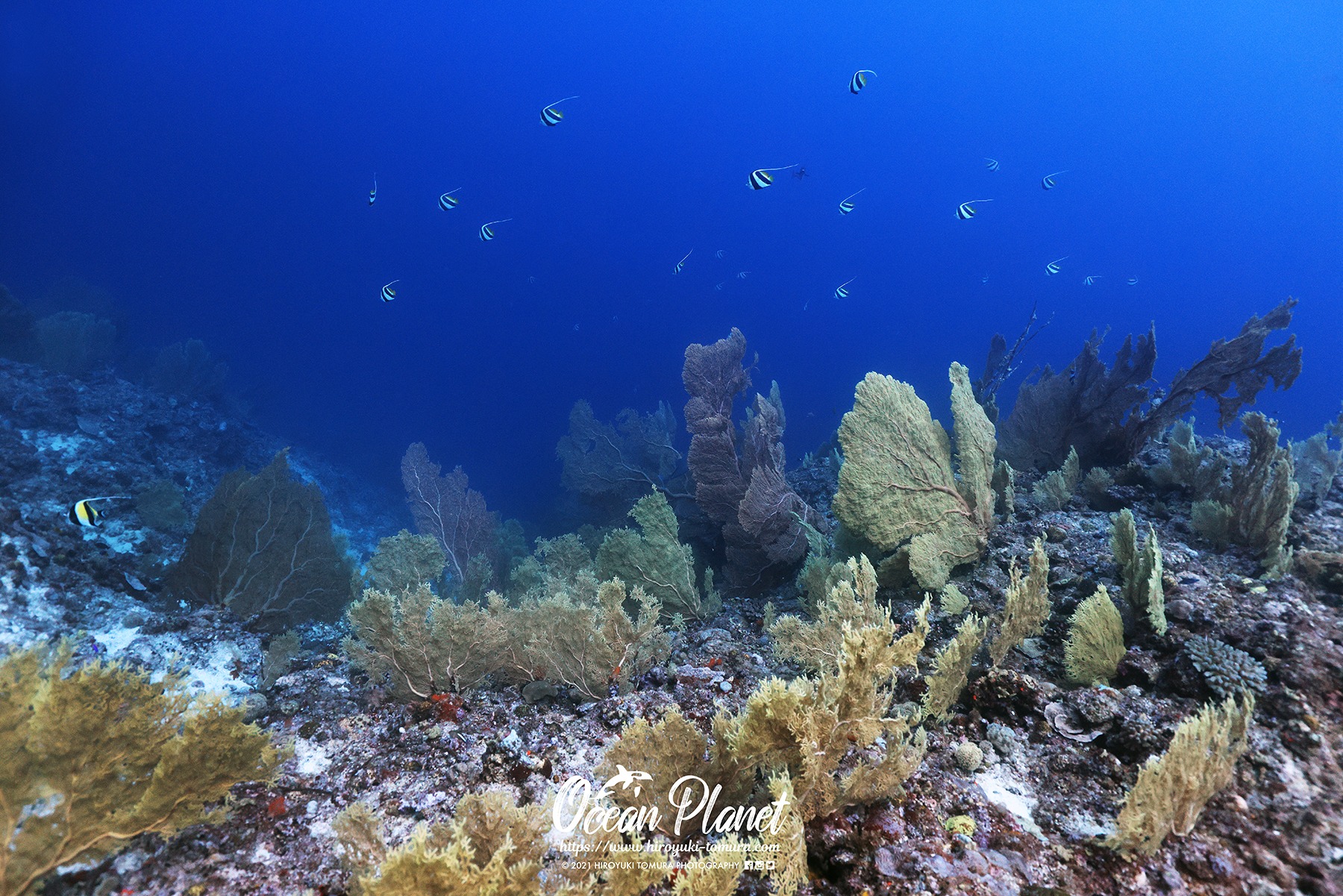 OCEAN PLANET / Hiroyuki Tomura Photography